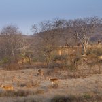 Wildlife - teksty piosenek